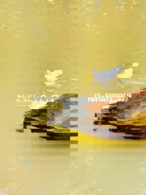 Đất sổ hồng 1477m2, Xuân Lộc, Đồng Nai, đường đi SG-Đà Lạt chỉ 999tr