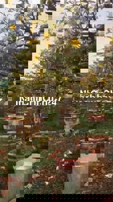 Bán đất 3000 m2  Xuân Thới Thượng , H. Hóc môn