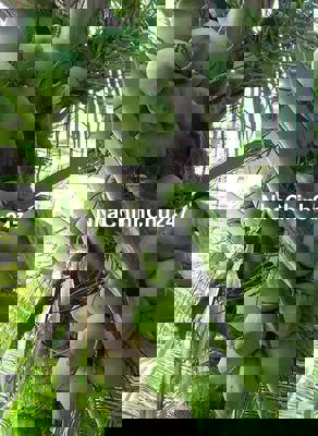 649 triệu/ Sổ sẵn 1001m2 Có VƯỜN CÂY ăn Trái. Nền cao ráo. dân đông