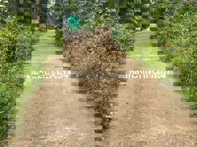 CHỈ 550 TRIỆU SỞ HỮU NGAY LÔ ĐẤT CÓ 15M MẶT TIỀN ĐƯỜNG BÊ TONG,GIÁ RẼ.