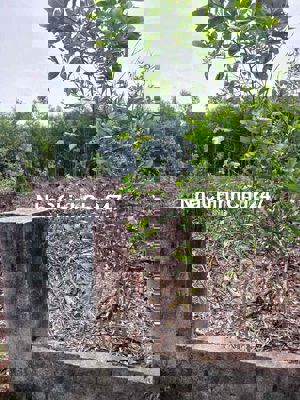 cần bán 1178m full hồng đất ở, cách lộ oto 50m vĩnh thanh, nhơn trạch.