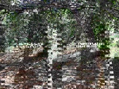 Đất đang trồng điều, thân cây to phù hợp làm khu camping