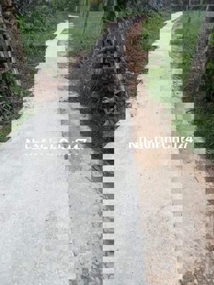 BÁN ĐẤT ĐẸP – GIÁ RẺ GẦN THPT TÂN HIỆP 680tr