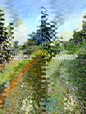 CẦN BÁN GẤP 1 SÀO ĐẤT LỘC TÂN VIEW SIÊU ĐẸP CHỈ 590