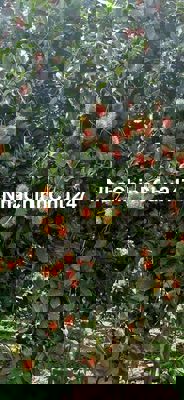 Cần bán lô đất có vườn trái cây đủ loại, trong KDC, gần trung tâm