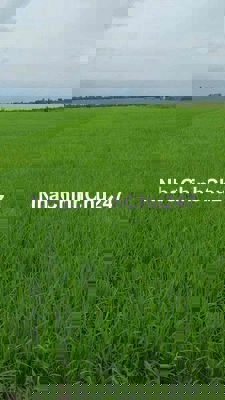 ĐẤT LÚA 5000m2 MỸ ĐÔNG THÁP MƯỜI