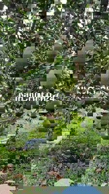 Đất đang trồng bưởi kẹt tiền bán nhanh 330tr,dt 1000m  Đồng Phú