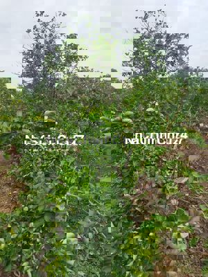 cần bán đẩt trồng cây hằng năm