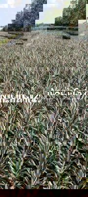 Bán đất ấp Mỹ Lộc, Xã Thạnh Mỹ, Tân Phước 300tr/c