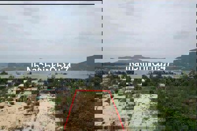 đất trong cay lau nam