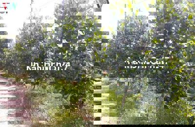 Bán 6300m2 đất trồng Mít Thái ,ở bình dương gần đường dt749, giá 1,2tỷ