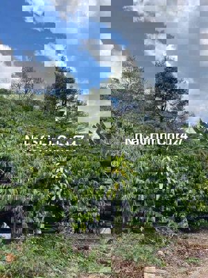 Bán đất sào có cafe ngay sau lưng trường tiểu học Giá Ngộp thở.