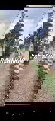 Cần bán đất sầu riêng, cau, cây ăn trái đã thu