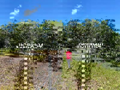 🌳 Bán Gấp Vườn Xoài Cổ Thụ, Gần Hồ Trị An, Giá Chỉ 550 TR/1000m² SHR 🌳