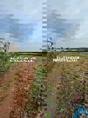 Lô đất Đầu tư rất ngon đất trồng cây  2 mặt tiền 1 mặt 50m 1 mặt 20m