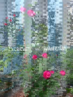 TÌM NGƯỜI HỢP TÁC LÀM FARM TẠI NHÀ BÈ – CÓ ĐẤT, SẴN SÀNG TRIỂN KHAI