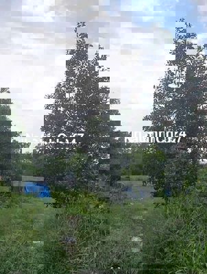 Đất vườn 1 công đã xây rào