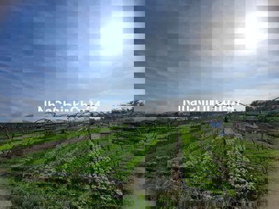 Bán đất vườn Hòa Phong, Hòa Vang