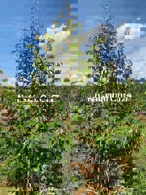 Phú Tân - Định Quán: Bán 1 sào trồng sầu riêng