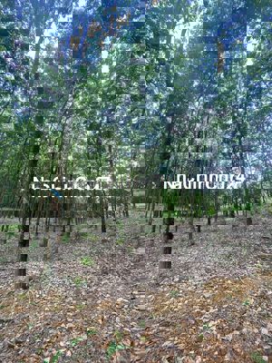 ĐẤT NGỘP BÌNH PHƯỚC