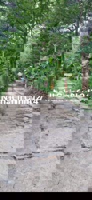 Nhà vườn đẹp Bình Mỹ 1500m2 giá đầu tư chỉ 2.8 triệu/m2