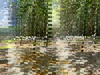 ĐẤT NGỘP TÂN HƯNG - BÌNH PHƯỚC