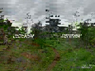 Bán 3.6 Hecta Đất Lộc Thành - Sổ Hồng Riêng Đã Tách 8 Thửa | 350tr/sào