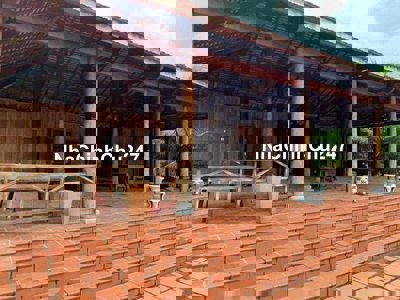 ĐẤT VƯỜN NGHỈ DƯỠNG CHÂU THÀNH BẾN TRR 11,5 công