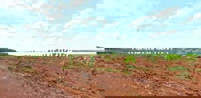 Cần bán gấp hơn 1ha cao su non giá 200 Triệu