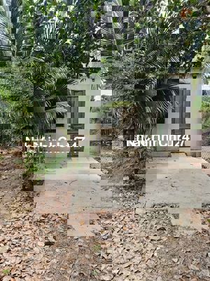 Đất vườn Lương Cang - Đô Vinh, Ninh Thuận