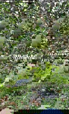 Cần bán vườn bưởi 3500m