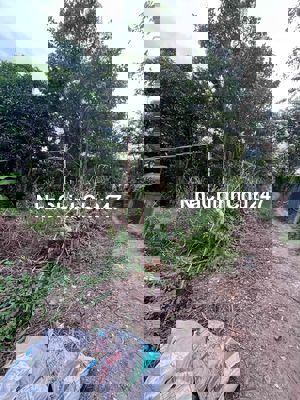 Châu Đốc - bán 4 công ruộng