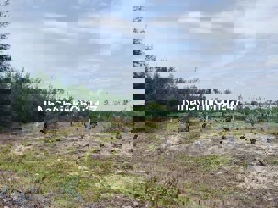 Bán lô đất cây lâu năm biển Bình Minh huyện thăng Bình Quảng Nam