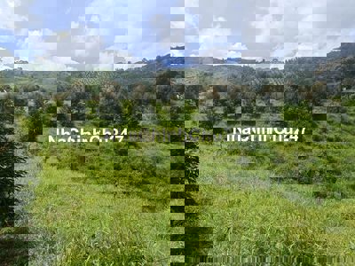 Bán vườn sầu riêng 73Ha ở Lộc Bắc, Bảo Lâm, Lâm Đồng