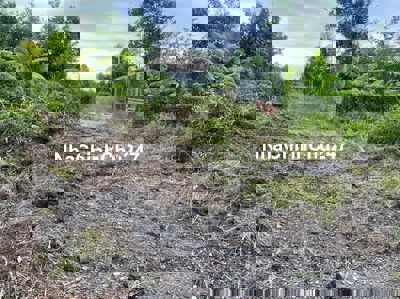 500m2 đg ô tô tải đang trồng dừa