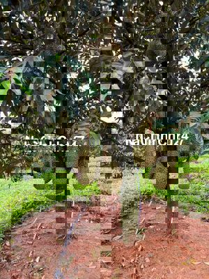 120tr sang tên ngay vườn 1053m2 trồng sầu riêng 5 năm tuổi