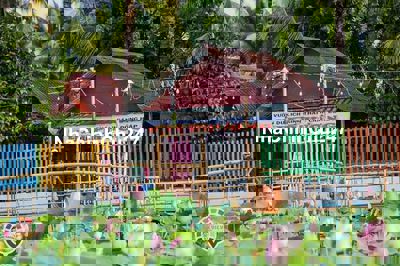 Bán vườn Bưởi,Chôm Chôm, Mít , Đang cho quả ngay đường Hồ Thị Hương