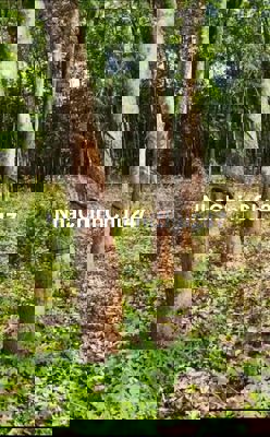 Chính chủ bán 4 sào cao su, cạo kéo, Lộc Tấn, Lộc Ninh