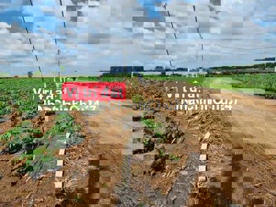 Đất sào 1000m2, ngang 15.5m, mặt tiền đường nhựa, xã Hưng Thịnh.