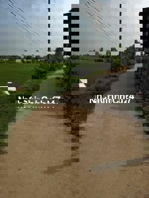 Cần Bán Đất Lúa Đuờng Ôtô Siêu Rẽ ở Tân Trụ , Long An