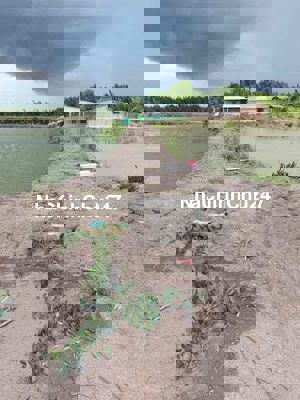 Đất Lý Nhơn, X. An Thới Đông, Cần Giờ: 20 x 50, giá 1,1 tỷ