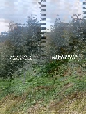 Farm 30 ha full sầu riêng