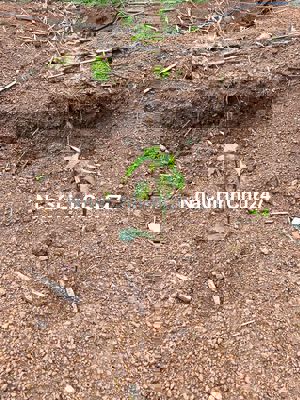 Đất sào Eanuol 5,7sào