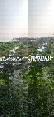 Bán vườn sầu Riênh TL922