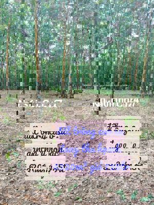 Bán vườn cao su đang thu 6320m² giá 725tr