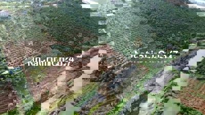 Đất phong thủy tốt, view săn mây, sẵn nông sản cà phê, sầu riêng 9T