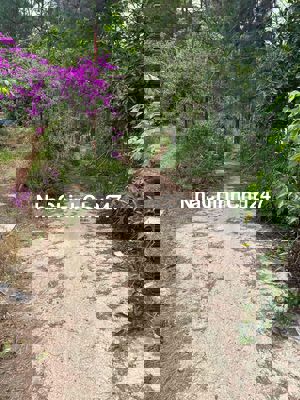 Cần bán gấp đất Đà Lạt ( Bao view rừng thông chill )