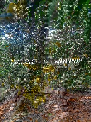 Đâtsô đỏ 5000 ấp mỹ nghĩa xã mỹ đức tây cái bè