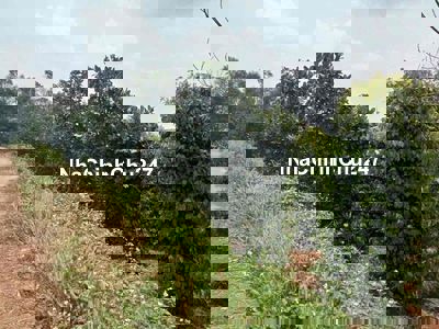 vừa bán- vừa tặng- vừa cho