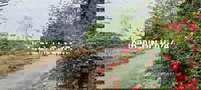 BÁN 2592M ĐẤT CLN - NGAY KHO CẢNG PHÚ HỮU !